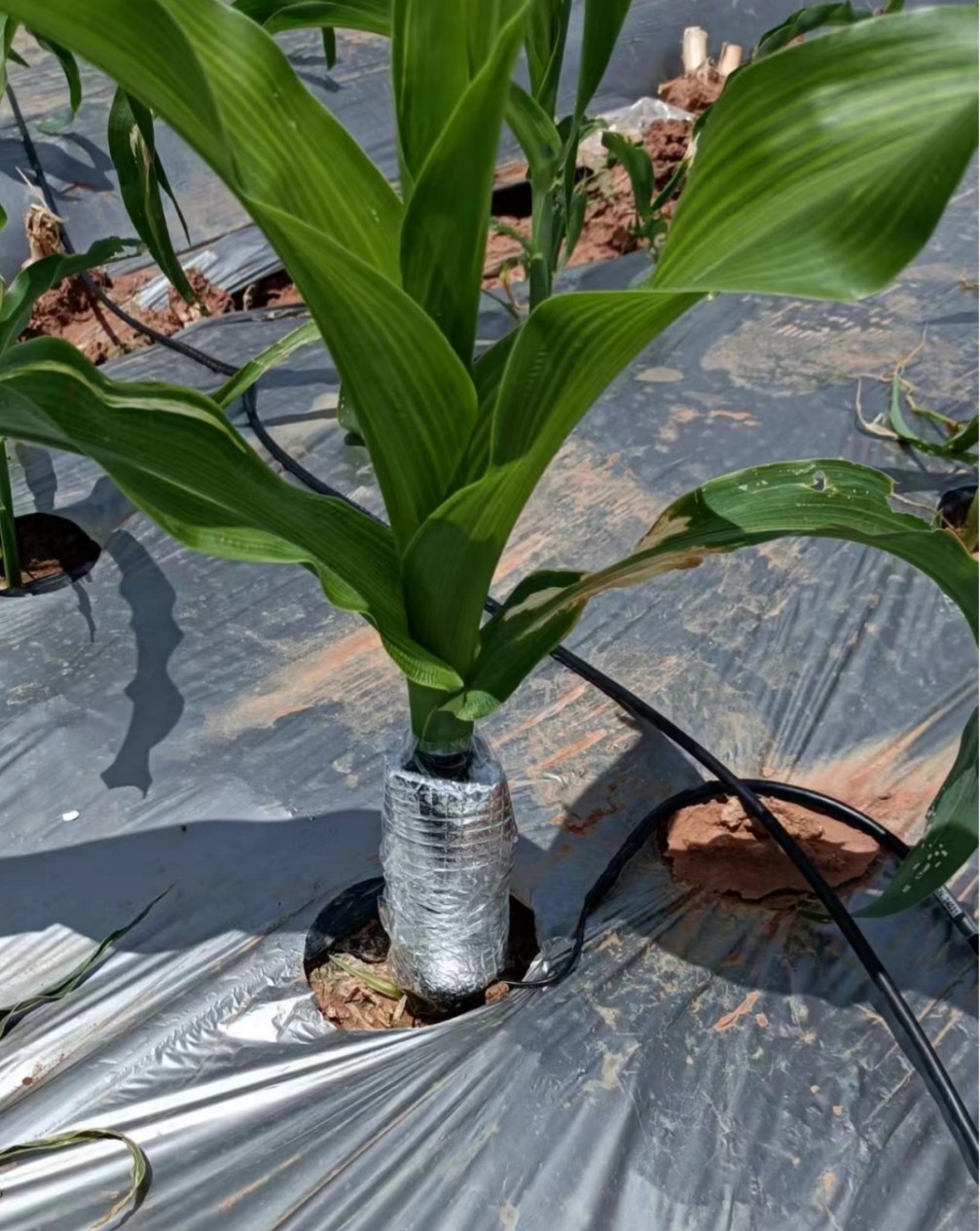 內(nèi)蒙包裹式莖流儀測試完畢發(fā)貨!